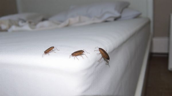 5 techniques infaillibles pour détecter les punaises de lit